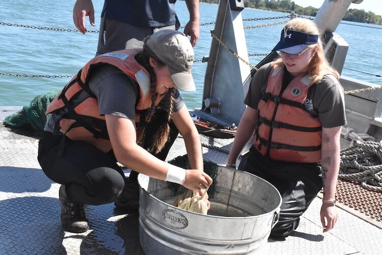 Stone Lab students pull fish from a trawl taken on one of Stone Lab's research vessels.