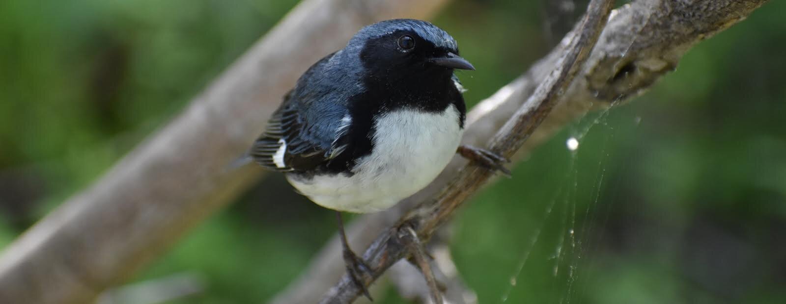 A black-throated blue warbler perches on a tree. (Photo/Kristina Smith)