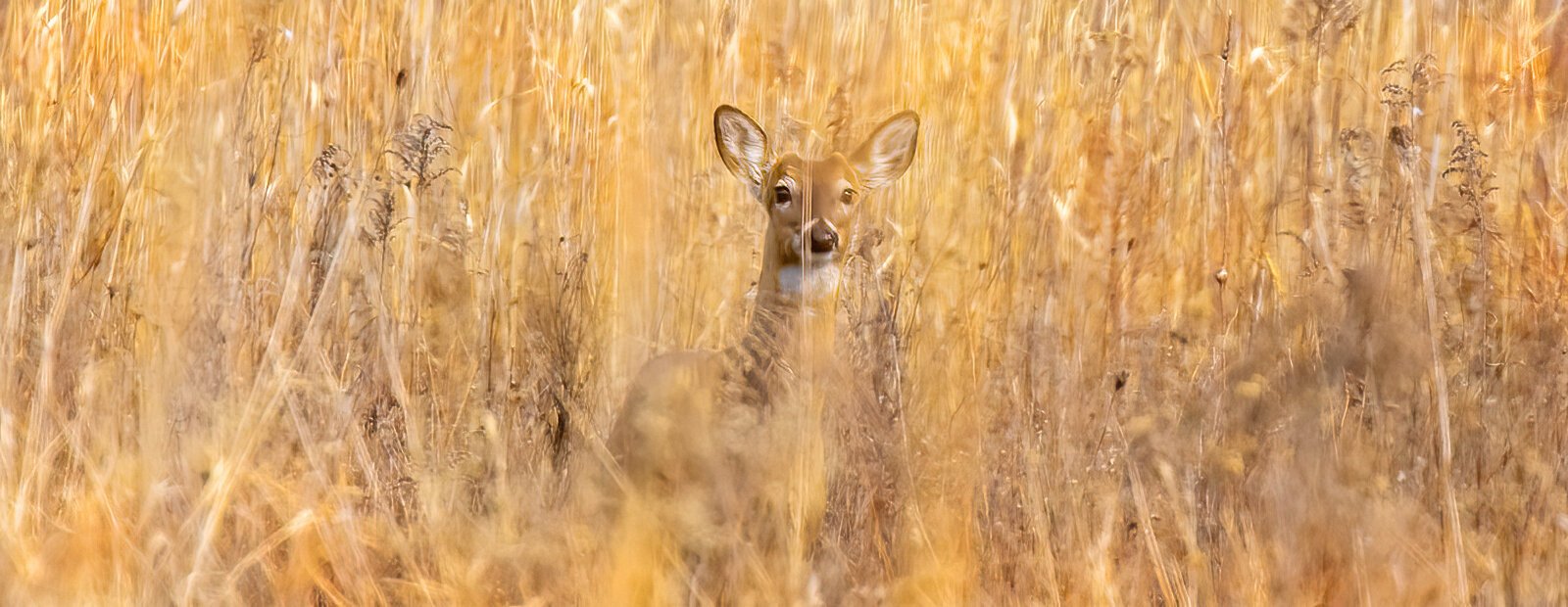 A deer pauses in the tall grass at the Joseph Steinen Wildlife Area.