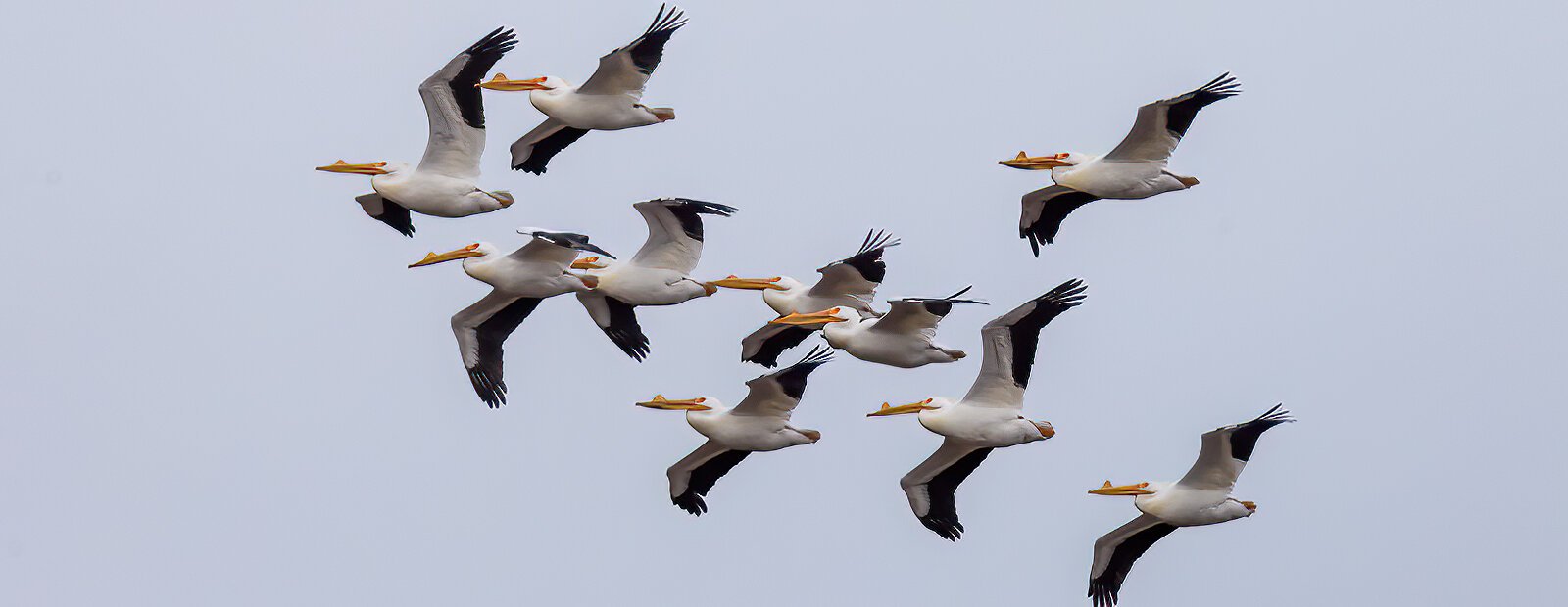 American White Pelicans soar over the Joseph Steinen Wildlife Area.