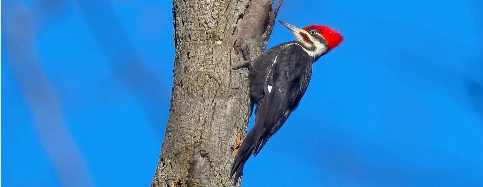 A Pileated Woodpecker at Old Woman Creek State Nature Preserve