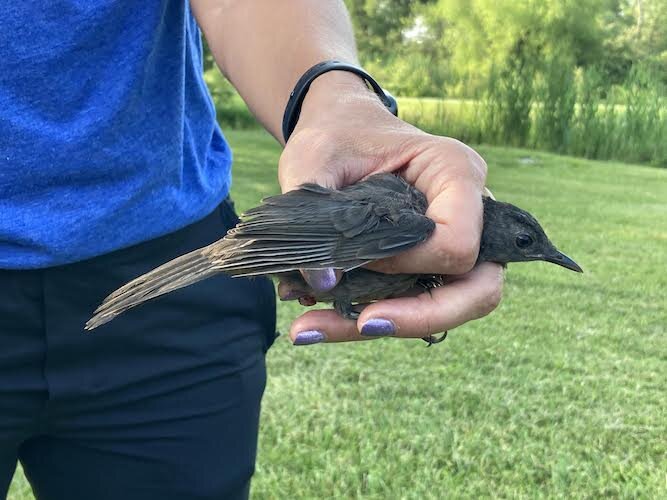  Black Swamp Bird Observatory banded several gray catbirds