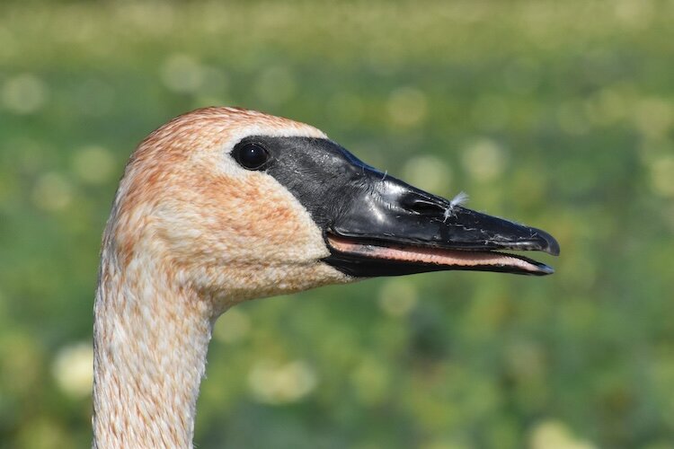  The large, white birds – boasting an 8-foot wingspan and named for their call – had been driven out of Ohio through over-hunting before Ohio became a state in 1803. 