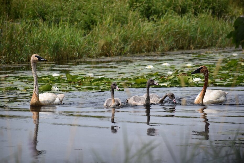 Last month, the trumpeter swan was removed from the state’s list of threatened species.