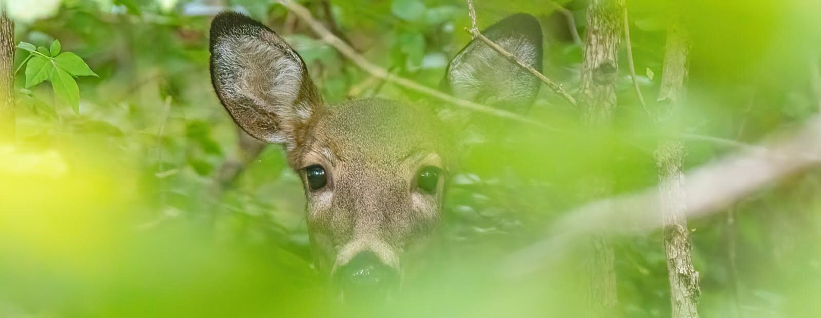 A doe peeks out of the trees at the Community Foundation Preserve at Eagle Point MetroPark.