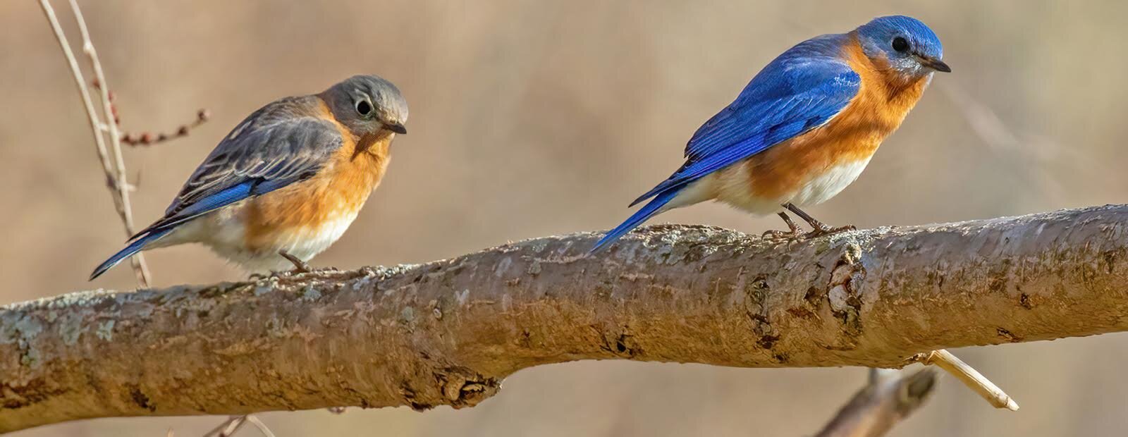 A male and female Eastern Bluebird perch at Osborn Park.
