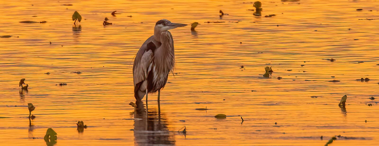 The setting sun is reflected off Sandusky Bay as a Great Blue Heron stands near the Cedar Point Chausee.