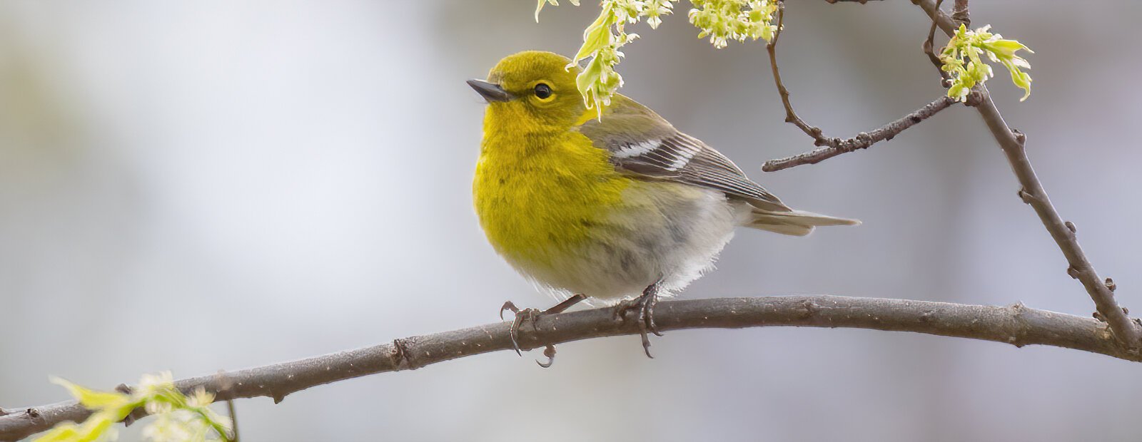 A Pine Warbler perches at Eagle Point MetroPark.