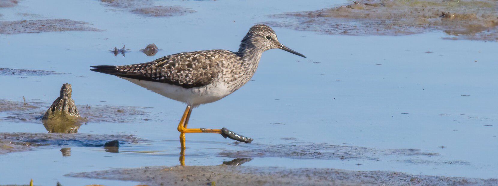 A Lesser Yellowlegs at Pipe Creek Wildlife Area