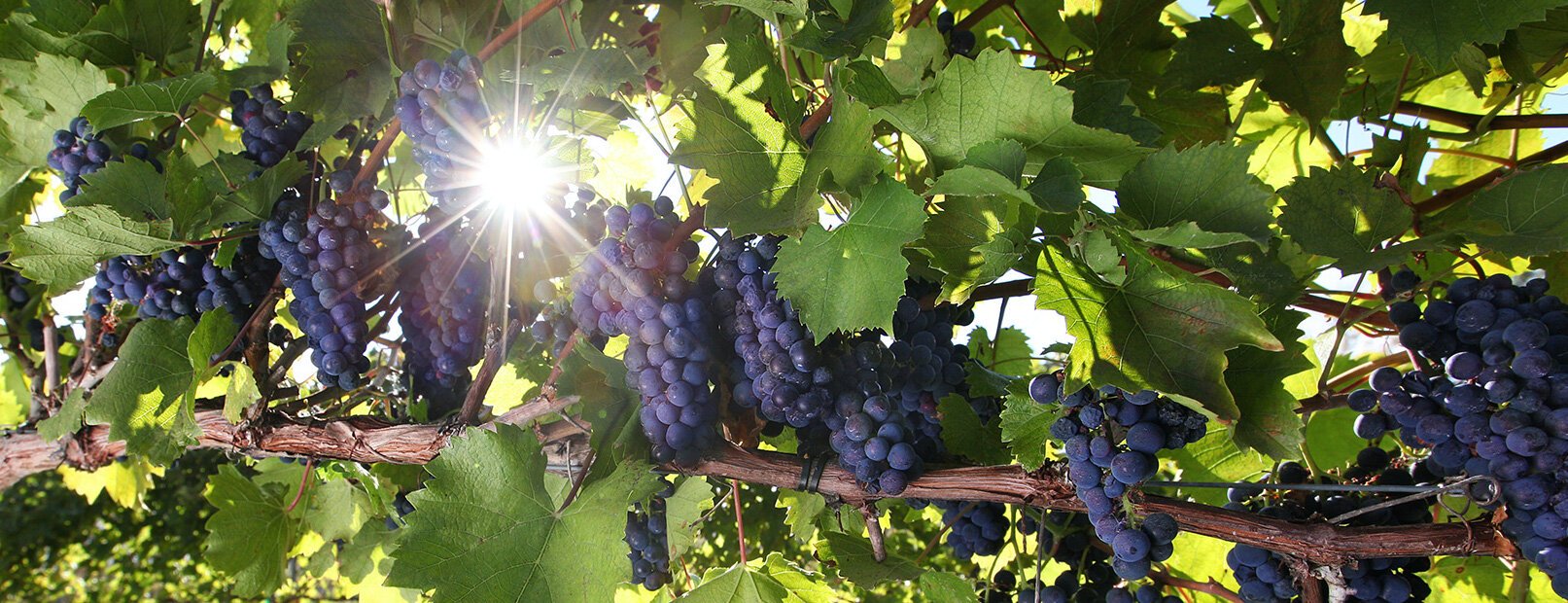 Sunshines through the vines at Crooked Tree Vineyard on Kelleys Island.