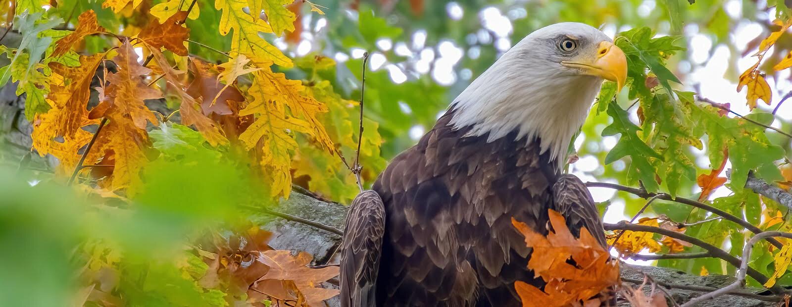 An American Bald Eagle sits in an oak tree at Erie MetroPark’s Enchanted Cottage.