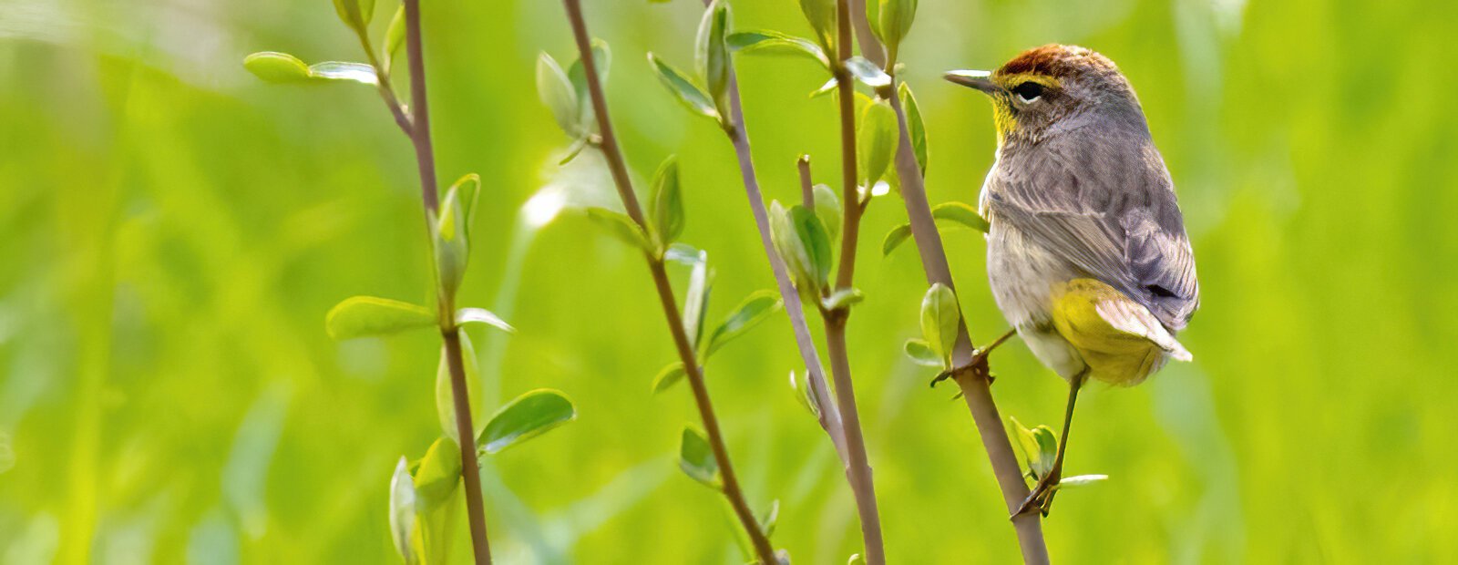 A Palm Warbler enjoys the sunshine at the Joseph Steinen Wildlife Area.