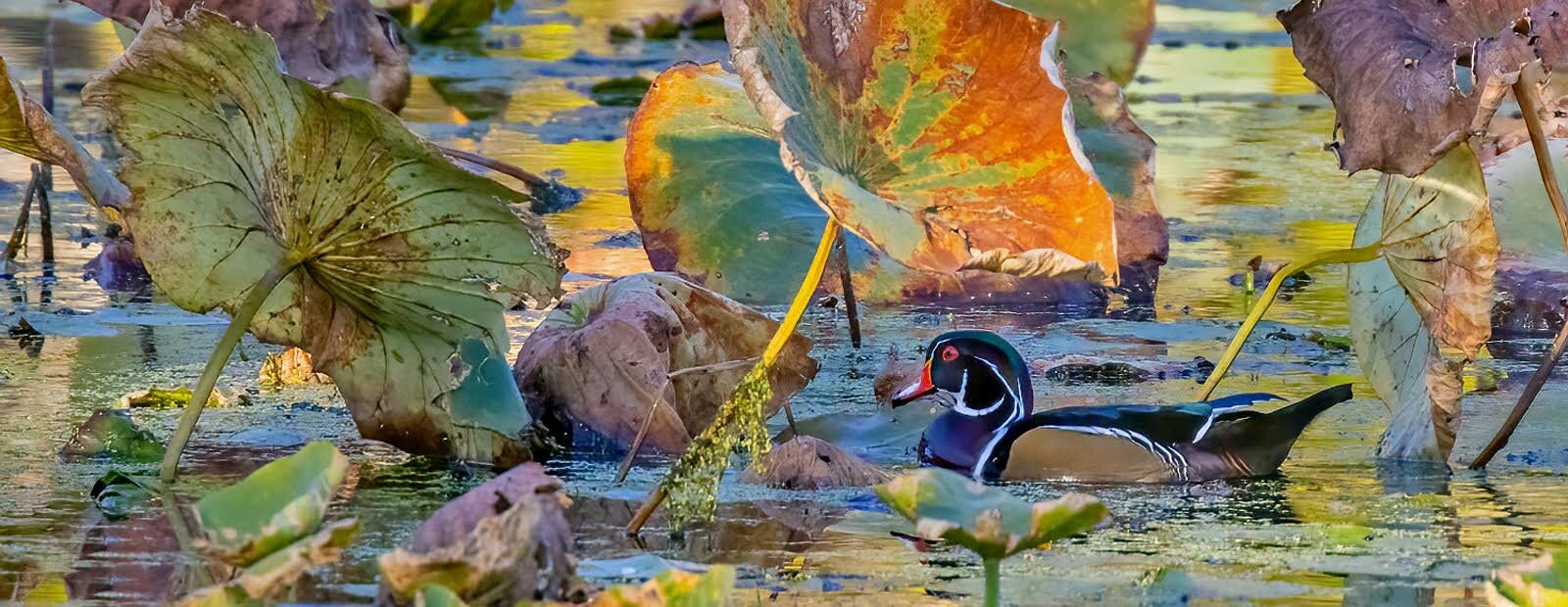  A Wood Duck at Sheldon Marsh State Nature Preserve