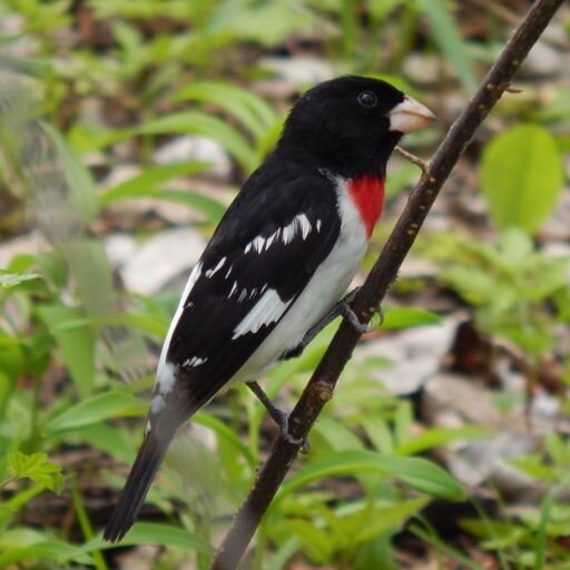 A rose-breasted grosbeak