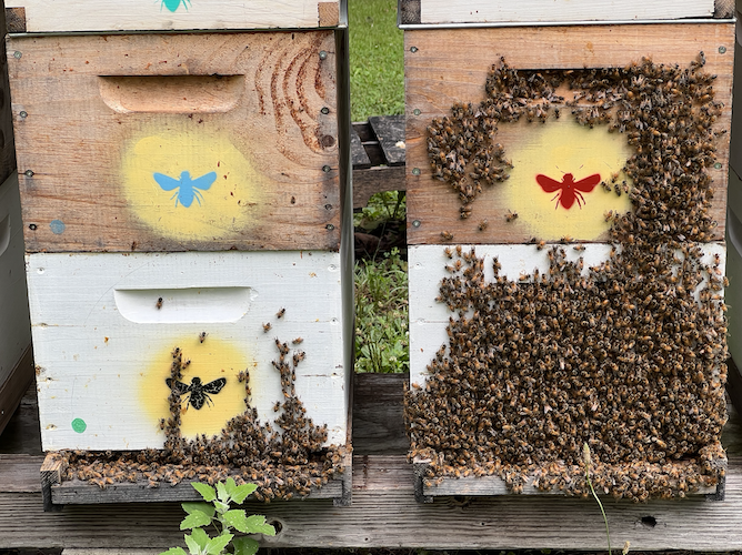 The bees are seen in a bearding pattern, meaning they are clustering around the entrance in a beard-like shape. They do this to fan the hive on a hot day or to make room in the hive.