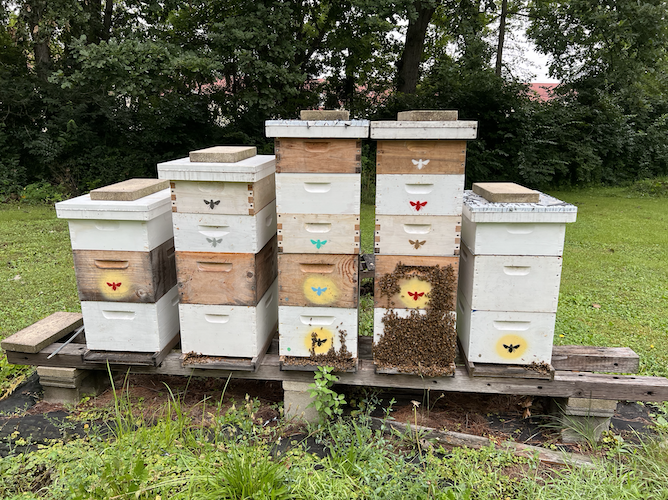Several of the hives on Hahn's Taylor Road property.