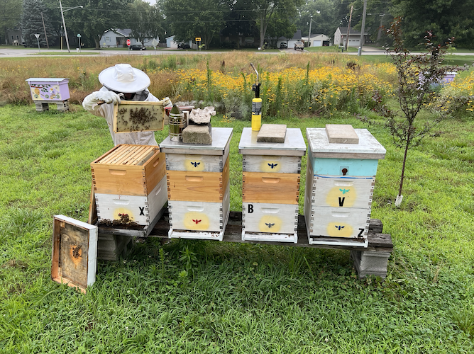 Hahn inspects some of his hives.