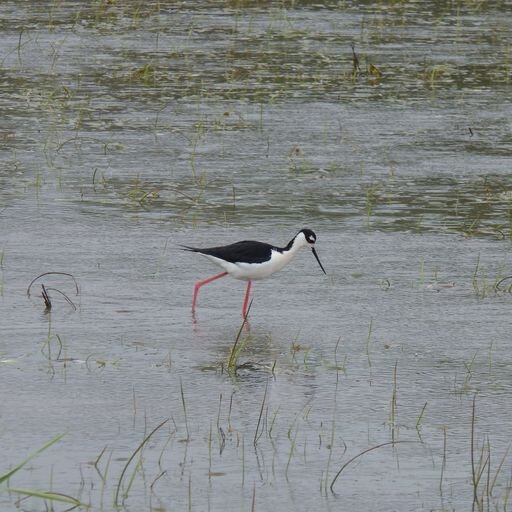 A black-necked stilt