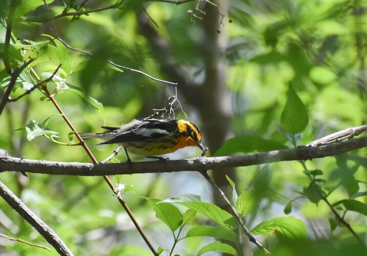 A black burnian perches on a branch at Magee Marsh Governor's Ohio Bird Day.
