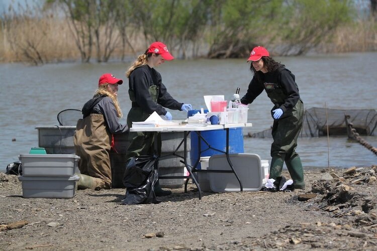 By collaborating with community programs and agencies, Winous Point has been able to help fight invasive plants that push out important native species, restore wetlands, and work to steady bird populations.