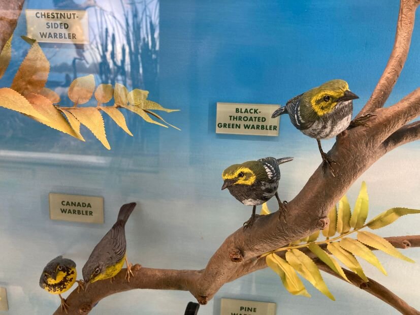 A warbler display at Magee Marsh Visitor Center