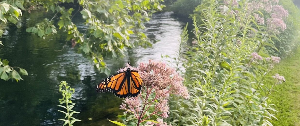 A butterfly enjoys the sun at Downs on the Farm in Castalia.