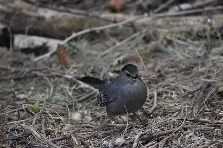 A gray catbird visits Meadowbrook Marsh.