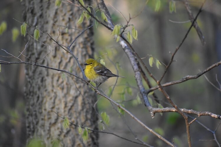 A pine warbler perches at Meadowbrook Marsh.