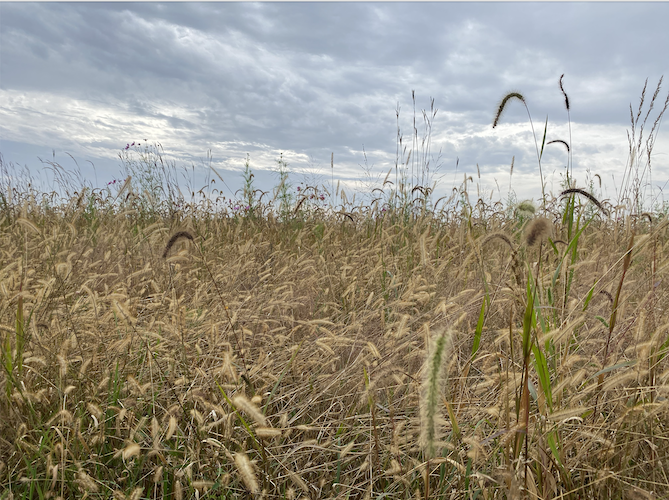 Through community collaboration, the Oak Harbor-based Earth Heart Farms is able to create an open space for education, research, healing and recreation.