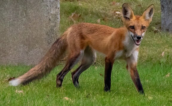 A red fox stops from running to look back for a moment. Photo taken at Oakland Cemetery.