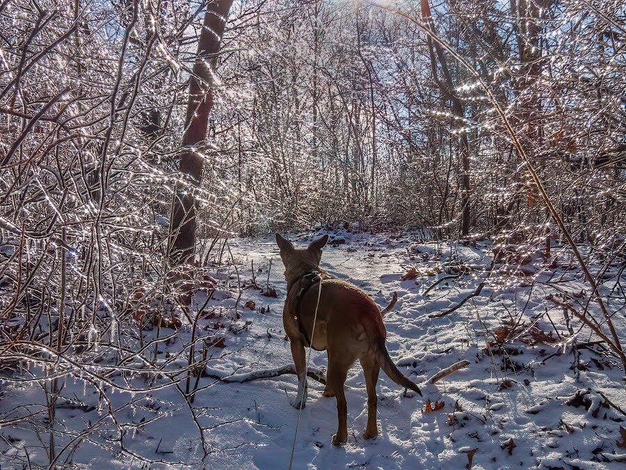 Rudy leads the way on a winter walk in the woods