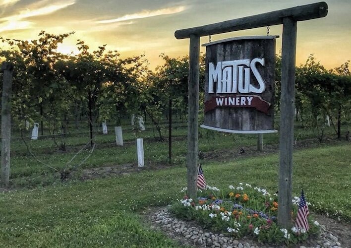 The vineyard at Matus Winery sits between a beanfield and a cornfield.