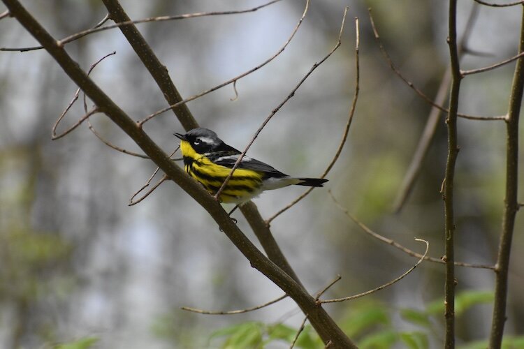 A magnolia warbler is spotted at Meadobrook during spring migration.
