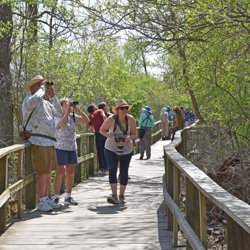 Bird lovers enjoy Magee Marsh Bird Trail during the Biggest Week in American Birding. (Photo/Courtesy of Shores & Islands Ohio)