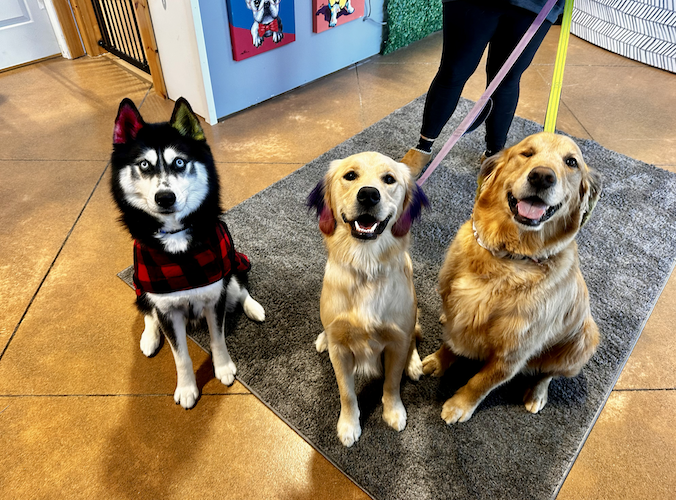 Some of Puckett's furry friends pose for a picture at the boarding facility.