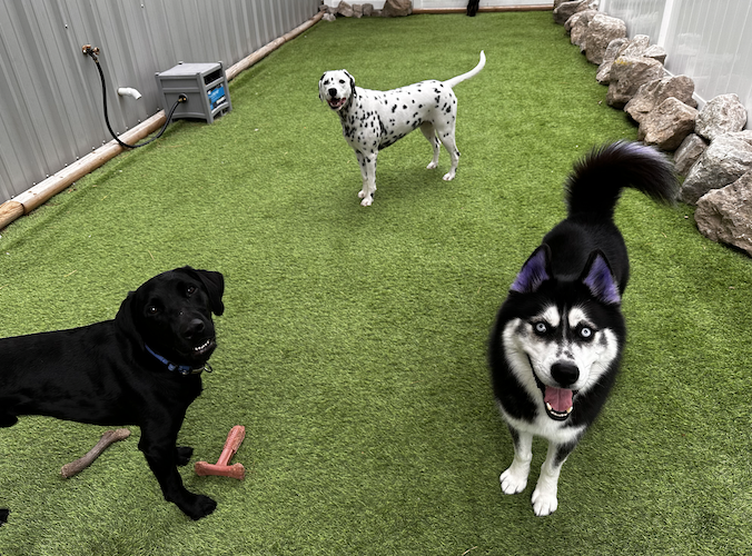 Dogs have time to roam and play while visiting Puckett's Pups.