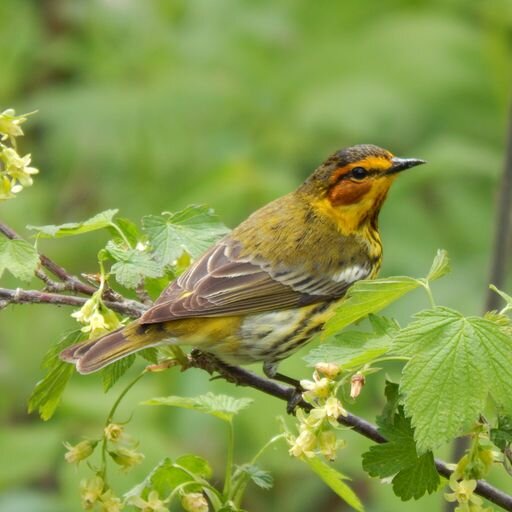 A Cape May warbler