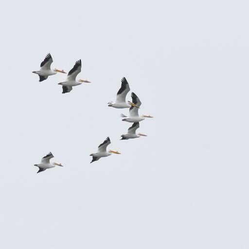 American white pelicans