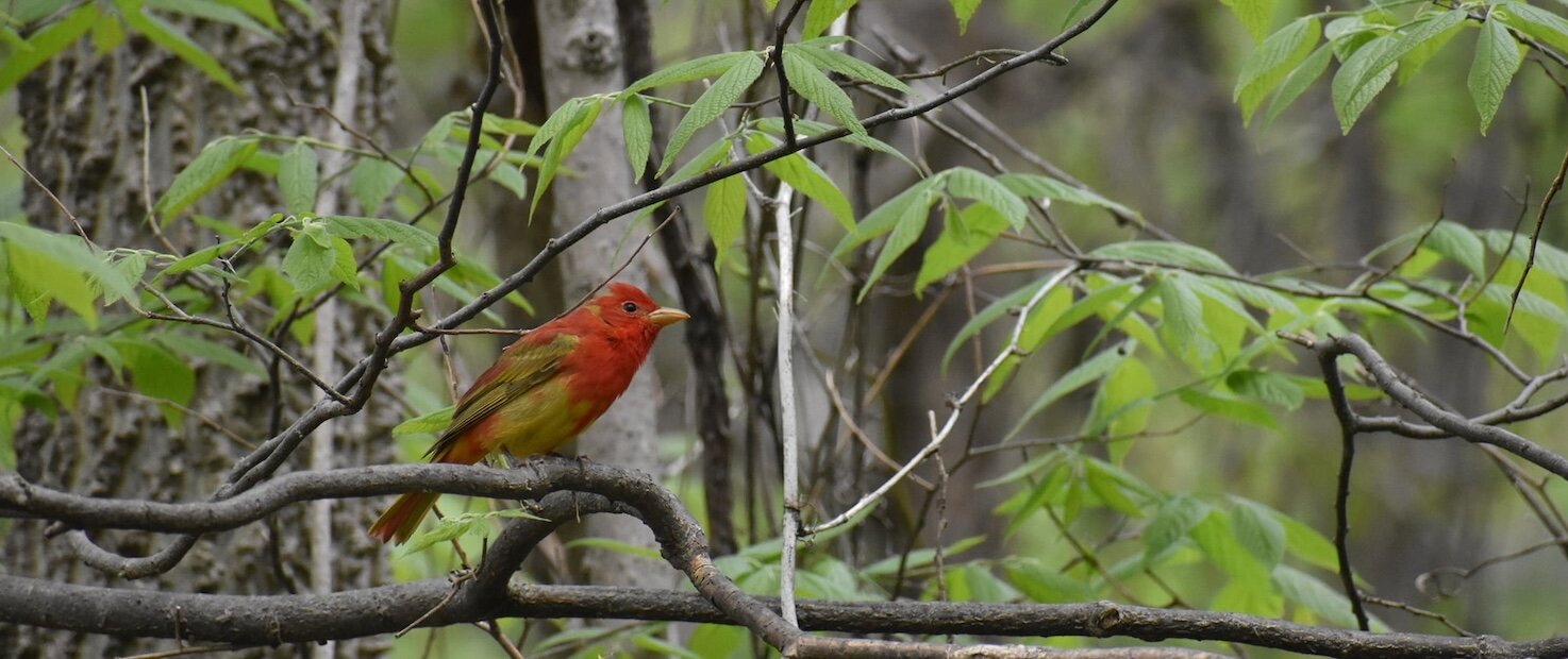 A juvenile summer tanager rests during spring migration at Meadowbrook Marsh. 