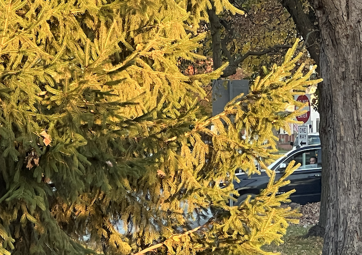 Bob Barnes watches at the downtown Christmas tree makes its way from Columbus Avenue to Schade-Mylander Plaza.