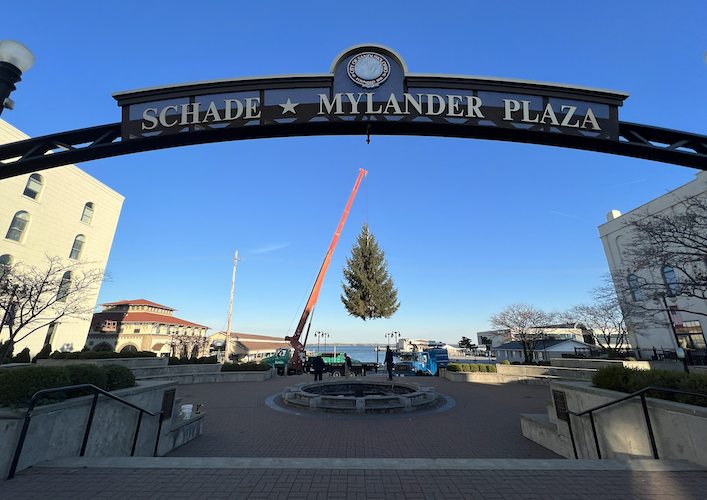 The tree is lowered is lowered to its new home in Schade-Mylander Plaza.
