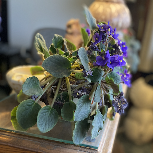 One of the violets that belonged to Deal's wife, Florence, is planted in one of Deal's ceramic violet pots.