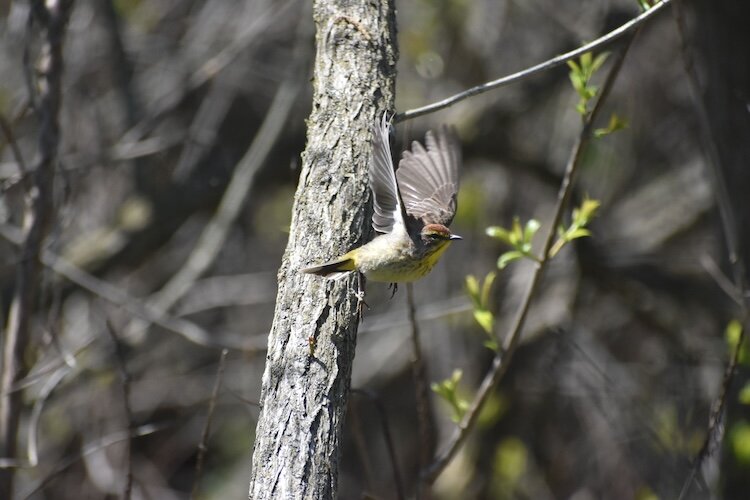 A palm warbler takes flight at Magee Marsh on Governor's Ohio Bird Day.