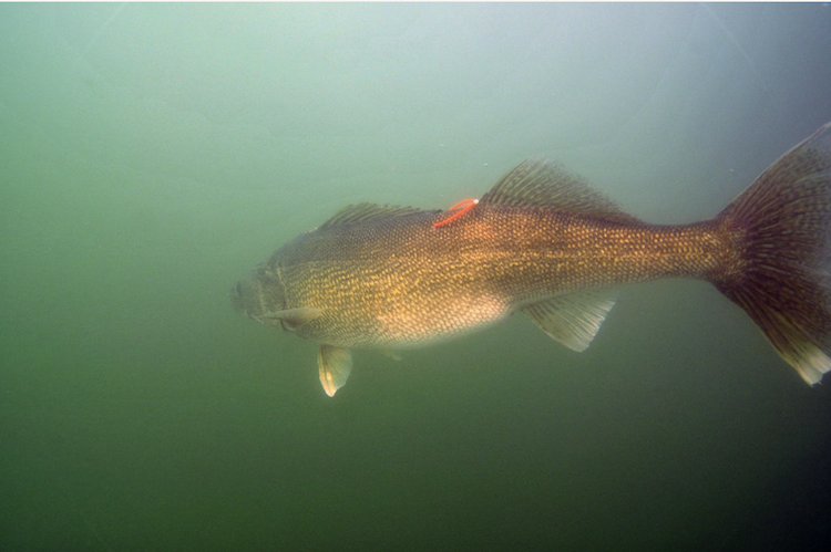 Watching the movement of walleye, which prefer colder water, has helped provide biologists with a view of how different populations of the tagged fish in the lake behave. (Andrew Muir/Great Lakes Fishery Commission)