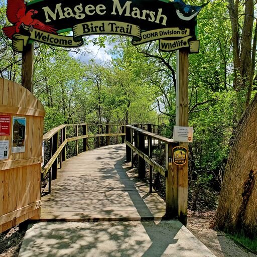 The Bird Trail at Magee Marsh is a popular spot to see birds during  the Biggest Week in American Birding. (Photo/Courtesy of Shores & Islands Ohio)